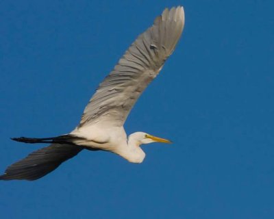 Great White Heron