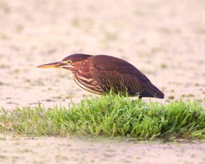 Green Heron