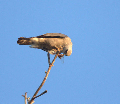 M. Kite Eating Cicada