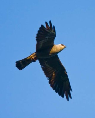 M. Kite Returning with Breakfast