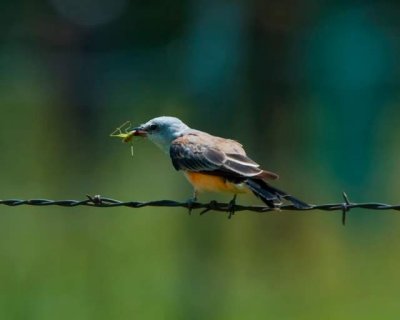 Scissor-tailed Flycatcher