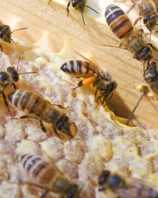 Pollen Gatherer Returns