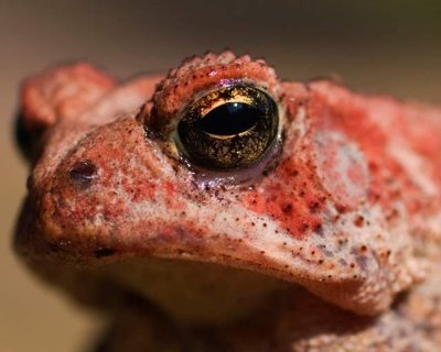 Southern Toad