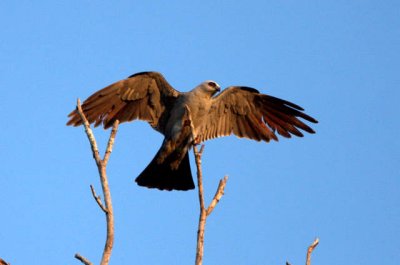 Mississippi Kite