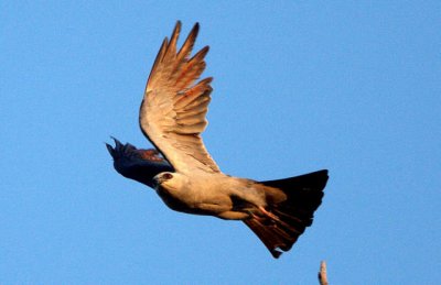 Mississippi Kite