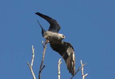 Mississippi Kite