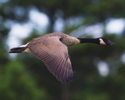 Canadian Goose