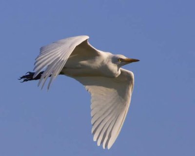 Cattle Egret