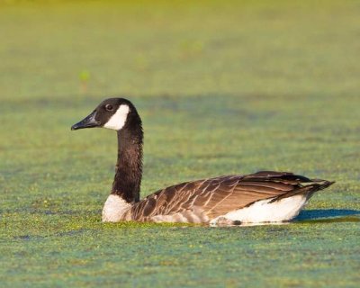 Canadian goose