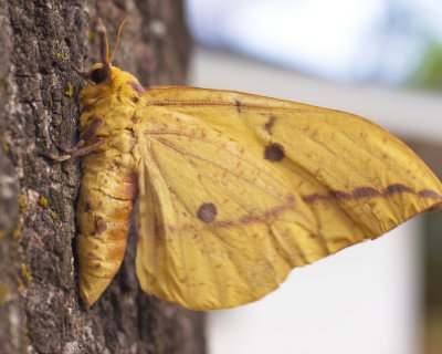 Imperial Moth