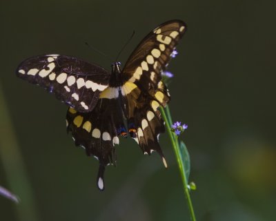 Giant Swallowtail