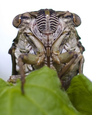 Cicada