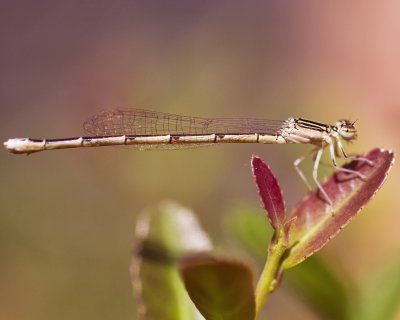Damselfly