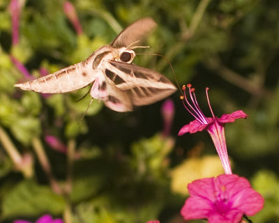White-Lined Sphinx