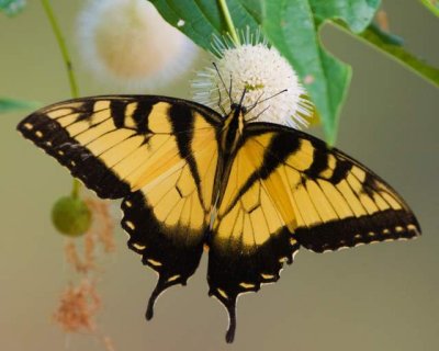 EasternTiger Swallowtail