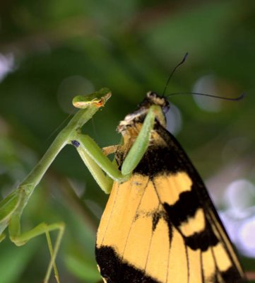 Praying Mantis Scores