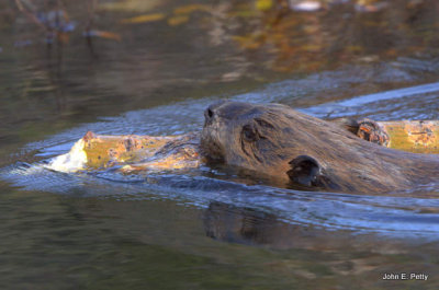 Busy Beaver