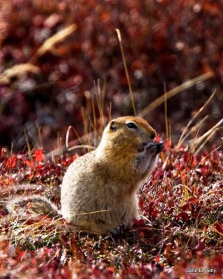 Arctic Ground Squirrel