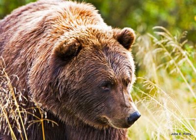 Brown Bear