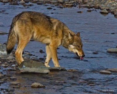 Timber Wolf