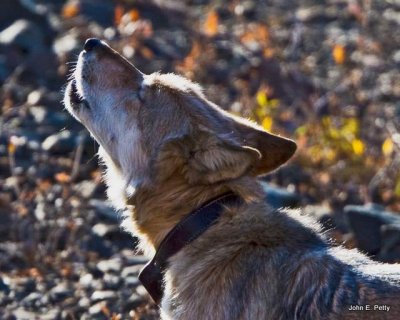 Howling Alpha Male