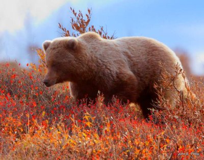 Brown Bear searching in Blue Berry Patch