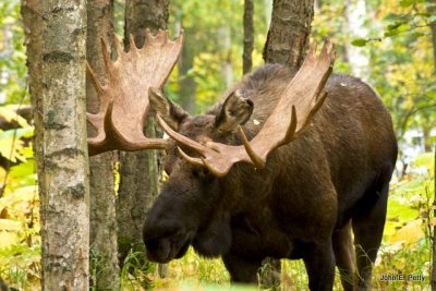 Bull Moose