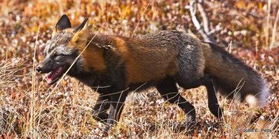 Kit Fox
