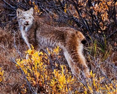 Lynx