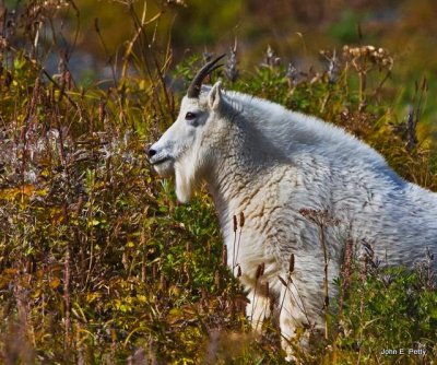 Mountain Goat