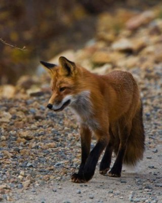 Red Fox