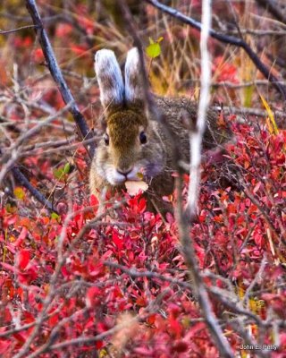 Snowshoe in Blueberry Patch