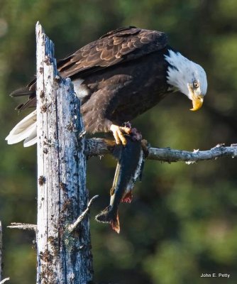 Eagle eager to eat