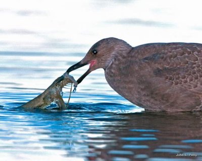 Glaucous-winged  Gull (immat.) w/ Salmon