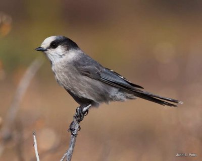 Gray Jay