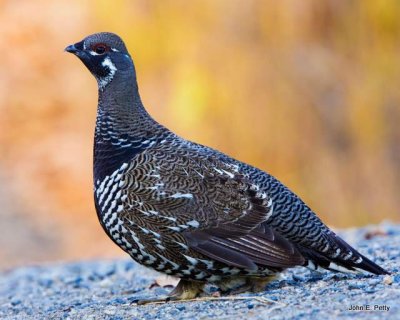 Spruce Grouse (male)