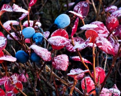 Frosty Blueberries