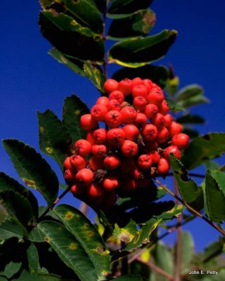 Red Elderberry