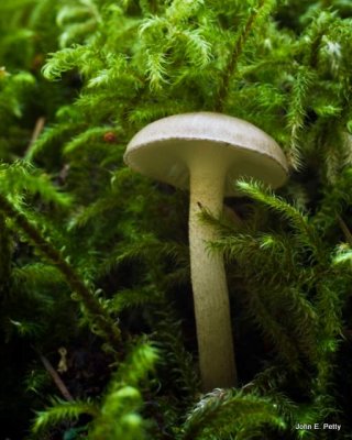 Wt Mushroom