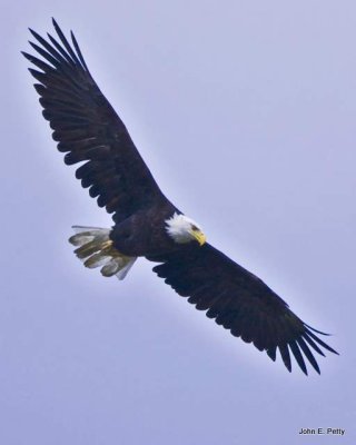 Eagle Flight