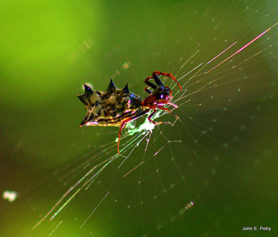 Common Wood Spider