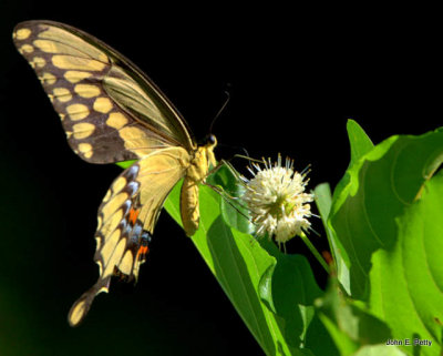 Giant Swallowtail on buttonbush1792.jpg