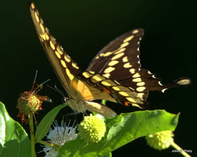 Giant Swallowtail on buttonbush1787-1.jpg