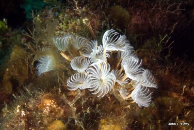 Social Feather Duster (worm) IMG_4771.jpg
