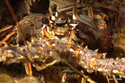 Caribbean Spiny Lobster IMG_4787.jpg