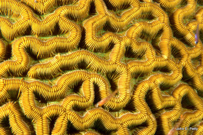 Boulder Brain Coral IMG_4820.jpg