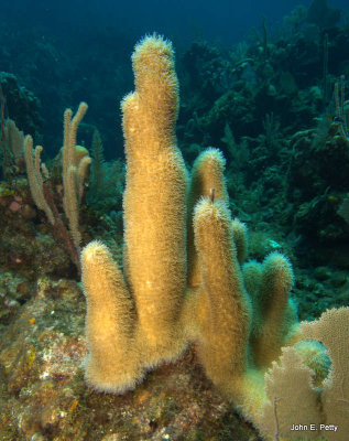 Gorgonian Soft Coral IMG_5155.jpg