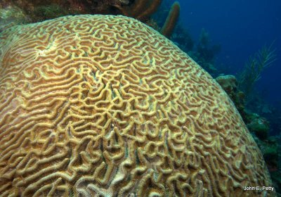 Boulder Brain Coral IMG_5113.jpg