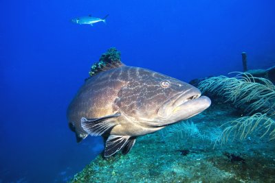 Black Grouper IMG_5061.jpg