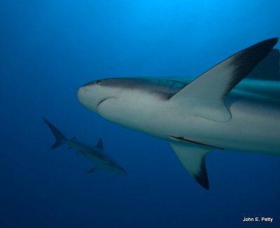 Caribbean Reef Shark IMG_5243.jpg